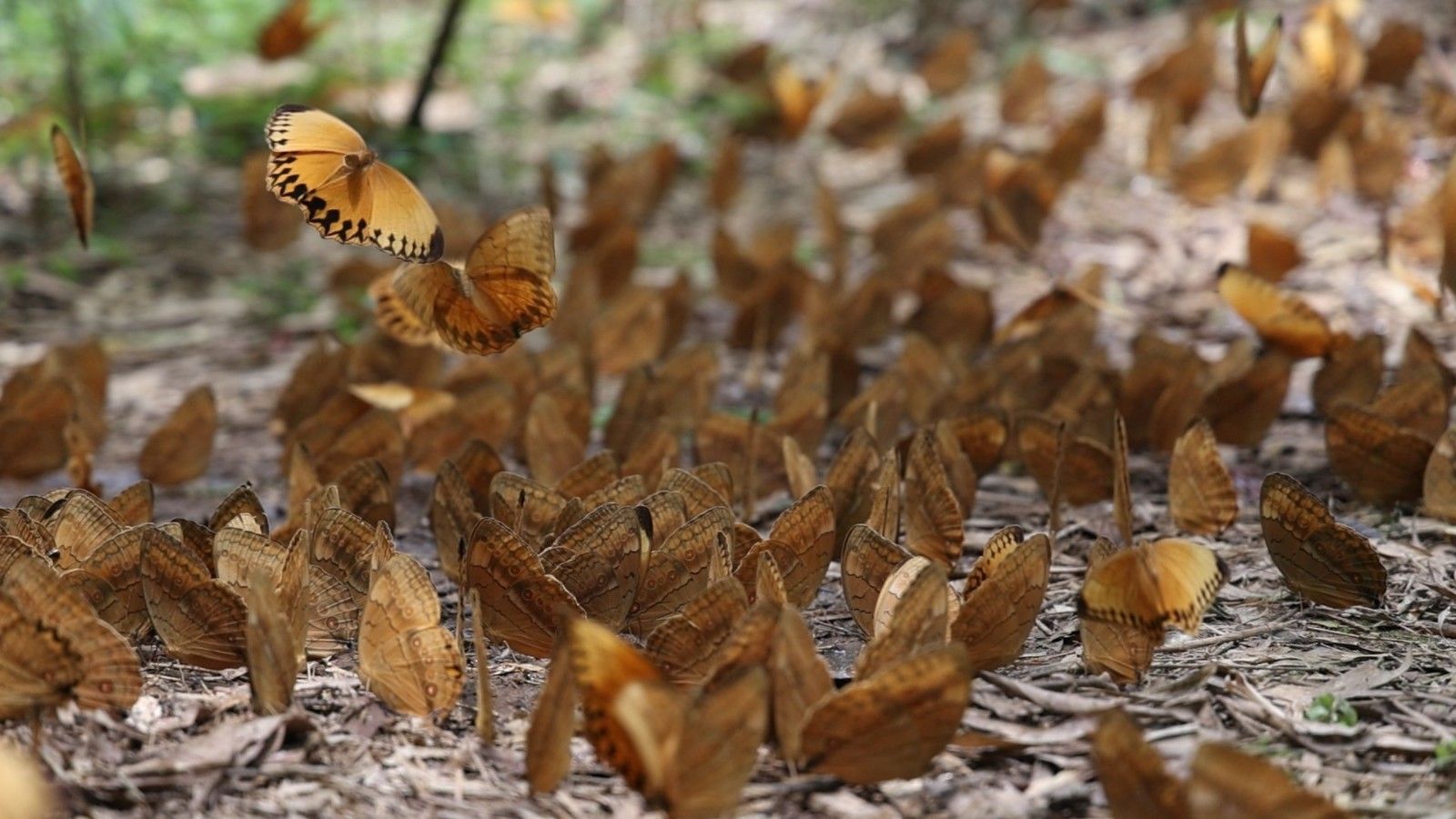 漫天飞舞!云南金平将迎近亿只蝴蝶大爆发