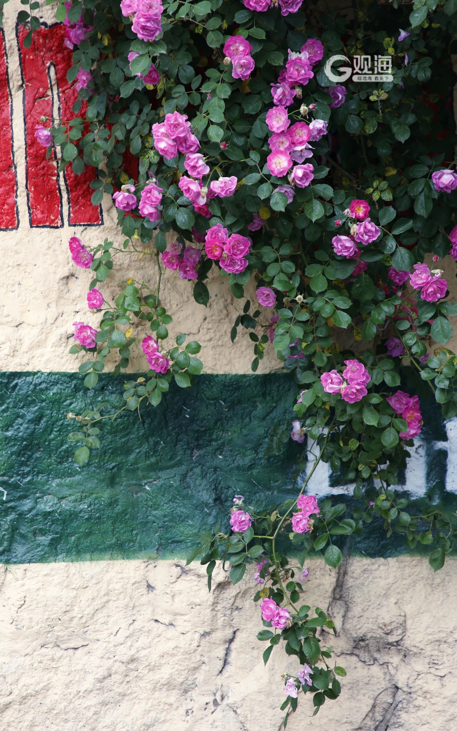 5月限定浪漫,来市南老城区看蔷薇花墙
