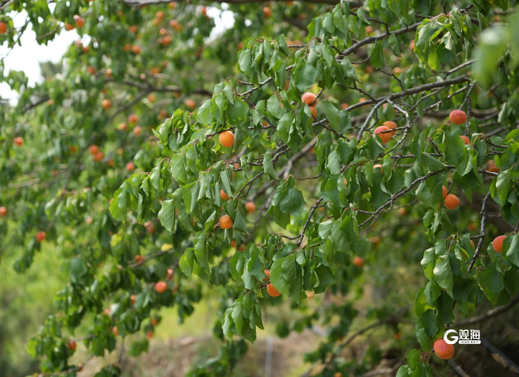 崂山的好山好水为杏树成长提供了绝佳条件,北宅的甜杏,口感绵软,甜味
