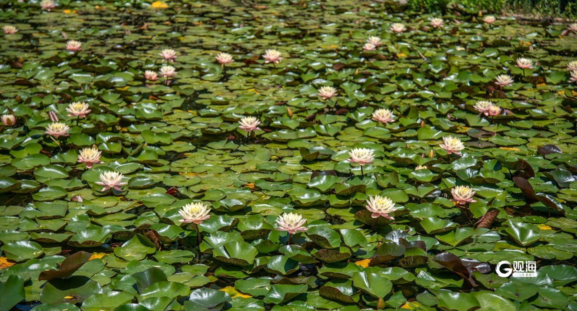夏日悠長(zhǎng)，青島世博園的睡蓮競(jìng)相綻放