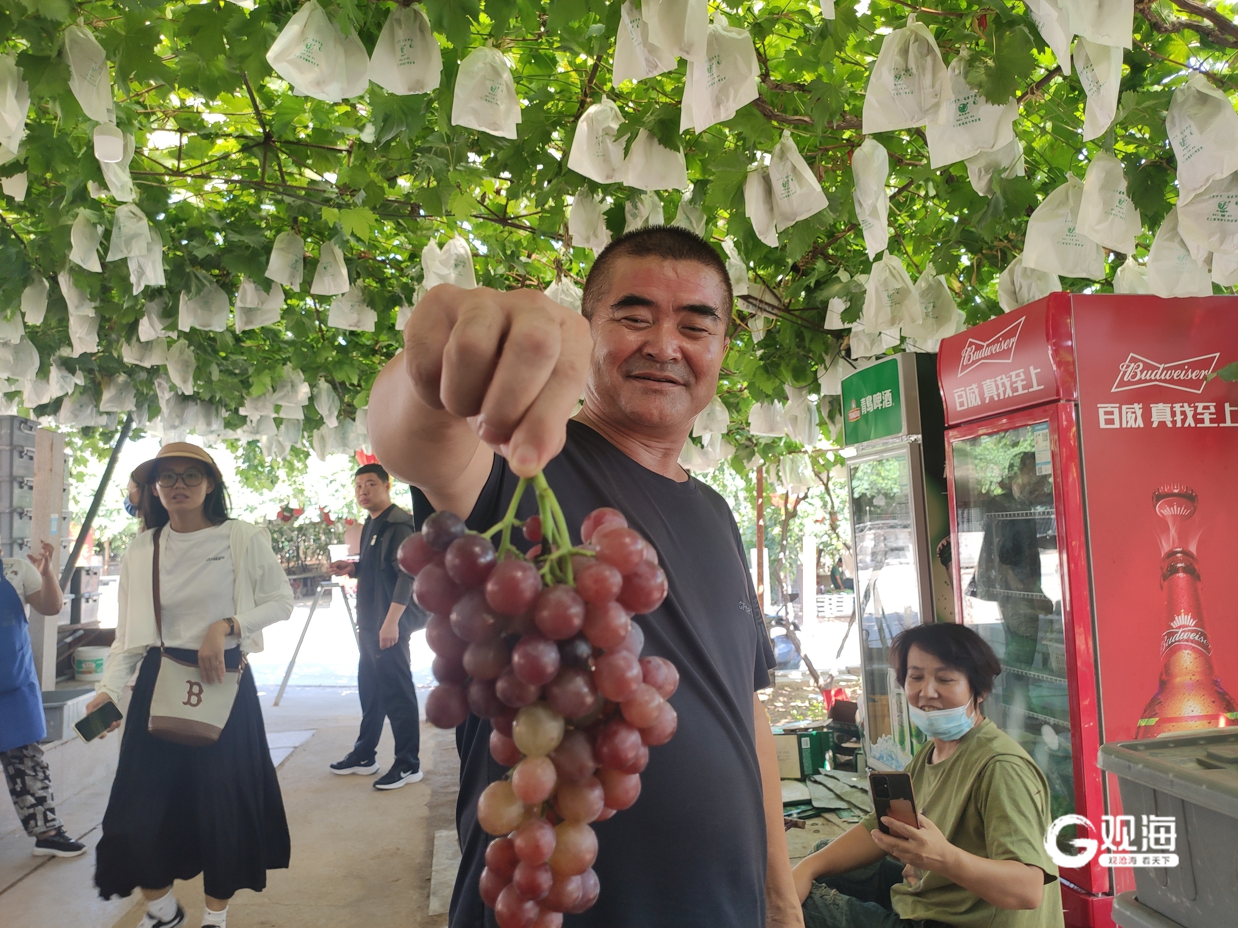 第38届大泽山葡萄节将于9月7日开幕-青报网-青岛日报官网