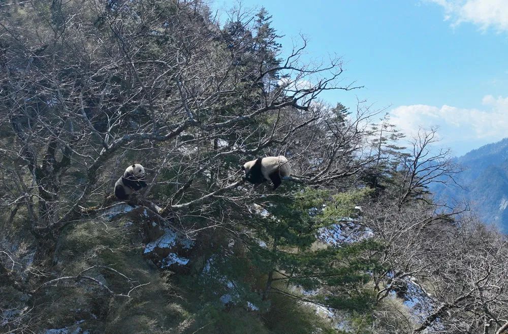 Boar on the Loose: Qingdao's Wild Warning - What You Need to Know Boar on the Loose: Qingdao's Wild Warning - What You Need to Know - News Directory 3