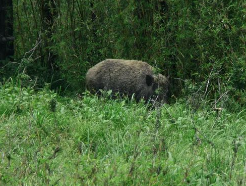 Boar on the Loose: Qingdao's Wild Warning - What You Need to Know Boar on the Loose: Qingdao's Wild Warning - What You Need to Know - News Directory 3