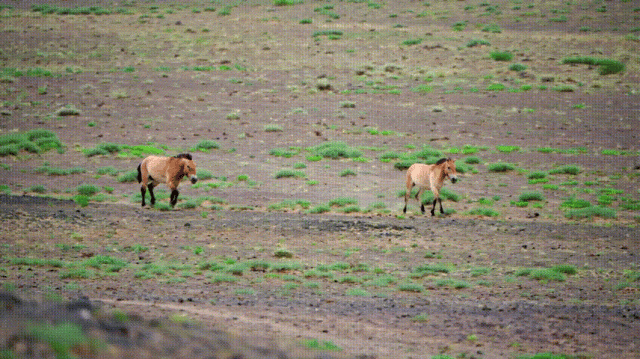 Boar on the Loose: Qingdao's Wild Warning - What You Need to Know Boar on the Loose: Qingdao's Wild Warning - What You Need to Know - News Directory 3