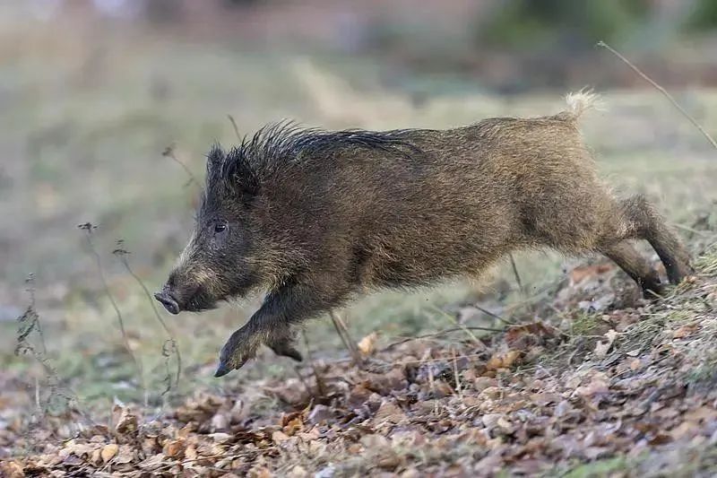 Boar on the Loose: Qingdao's Wild Warning - What You Need to Know Boar on the Loose: Qingdao's Wild Warning - What You Need to Know - News Directory 3