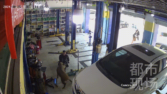 Boar on the Loose: Qingdao's Wild Warning - What You Need to Know Boar on the Loose: Qingdao's Wild Warning - What You Need to Know - News Directory 3