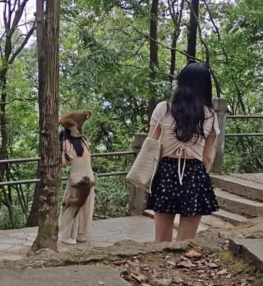 Boar on the Loose: Qingdao's Wild Warning - What You Need to Know Boar on the Loose: Qingdao's Wild Warning - What You Need to Know - News Directory 3