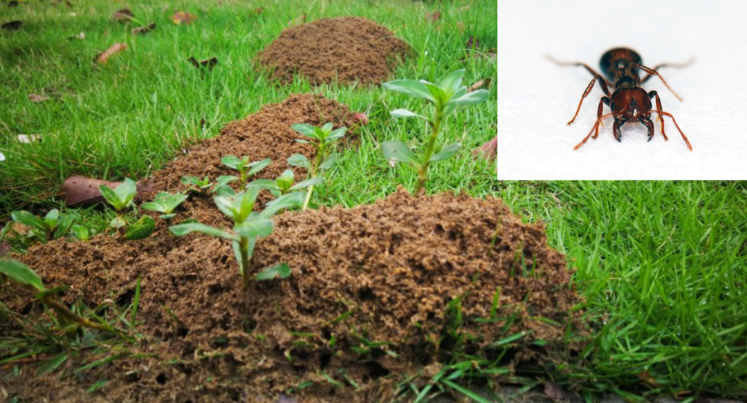 Boar on the Loose: Qingdao's Wild Warning - What You Need to Know Boar on the Loose: Qingdao's Wild Warning - What You Need to Know - News Directory 3