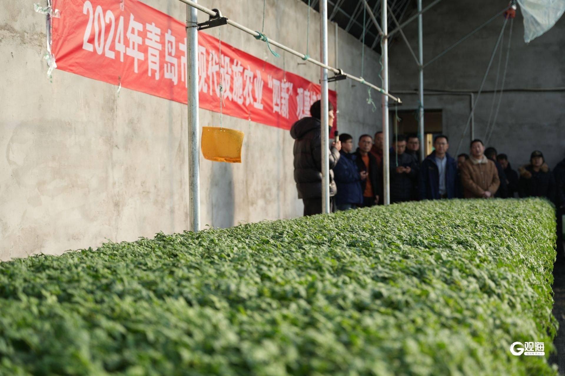 青开云体育岛市设施种植面积达526万亩共20万人从事设施农业工作(图2)