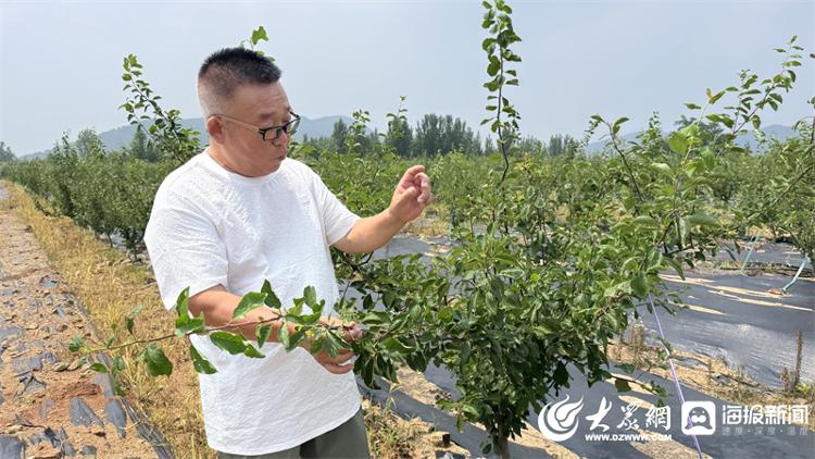 怎么在家里种西梅 d1f516a76218e96bbca8ca114ef4c2d7.jpeg