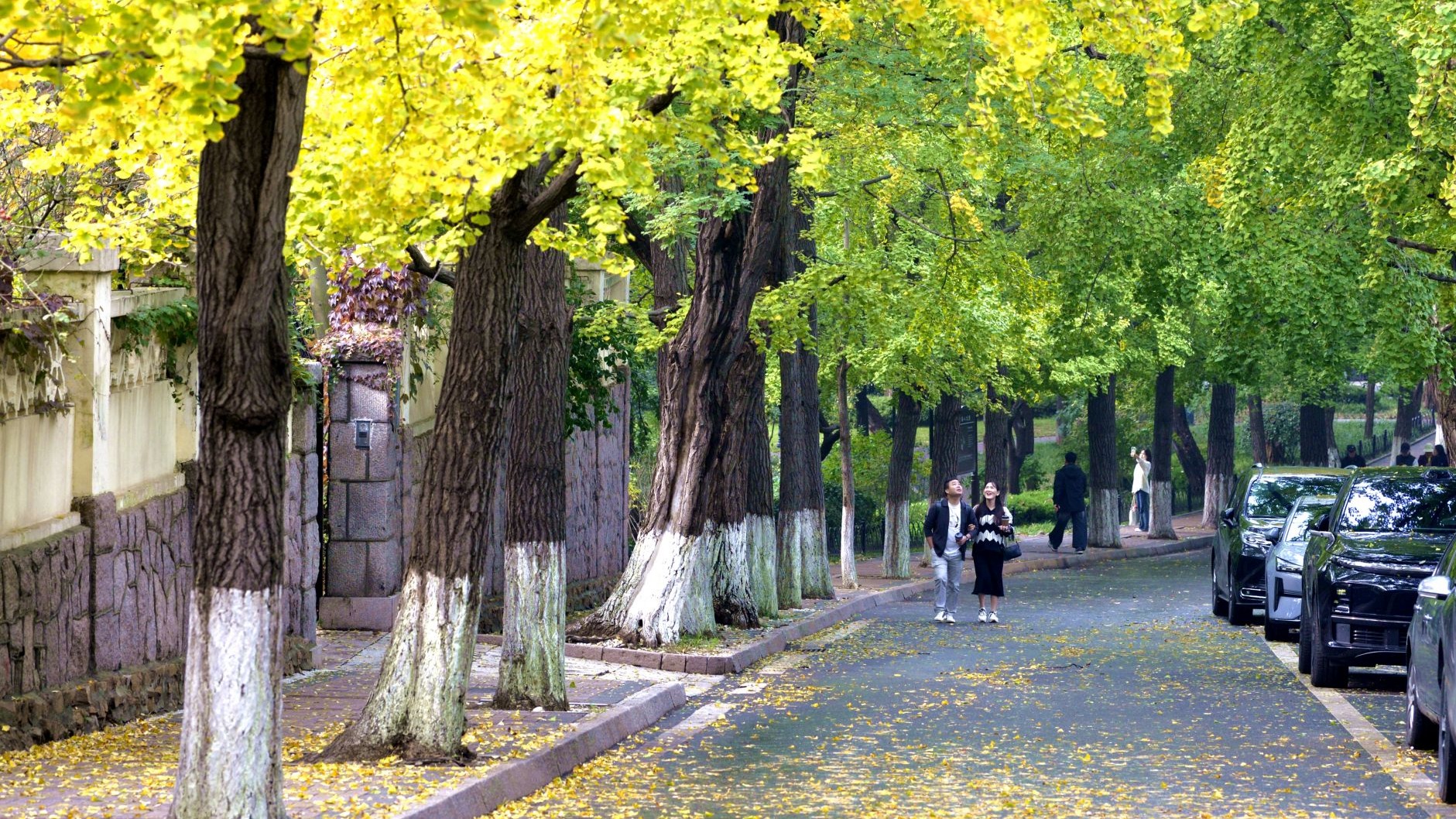 醉美金秋来了！雨后八大关落叶铺满地