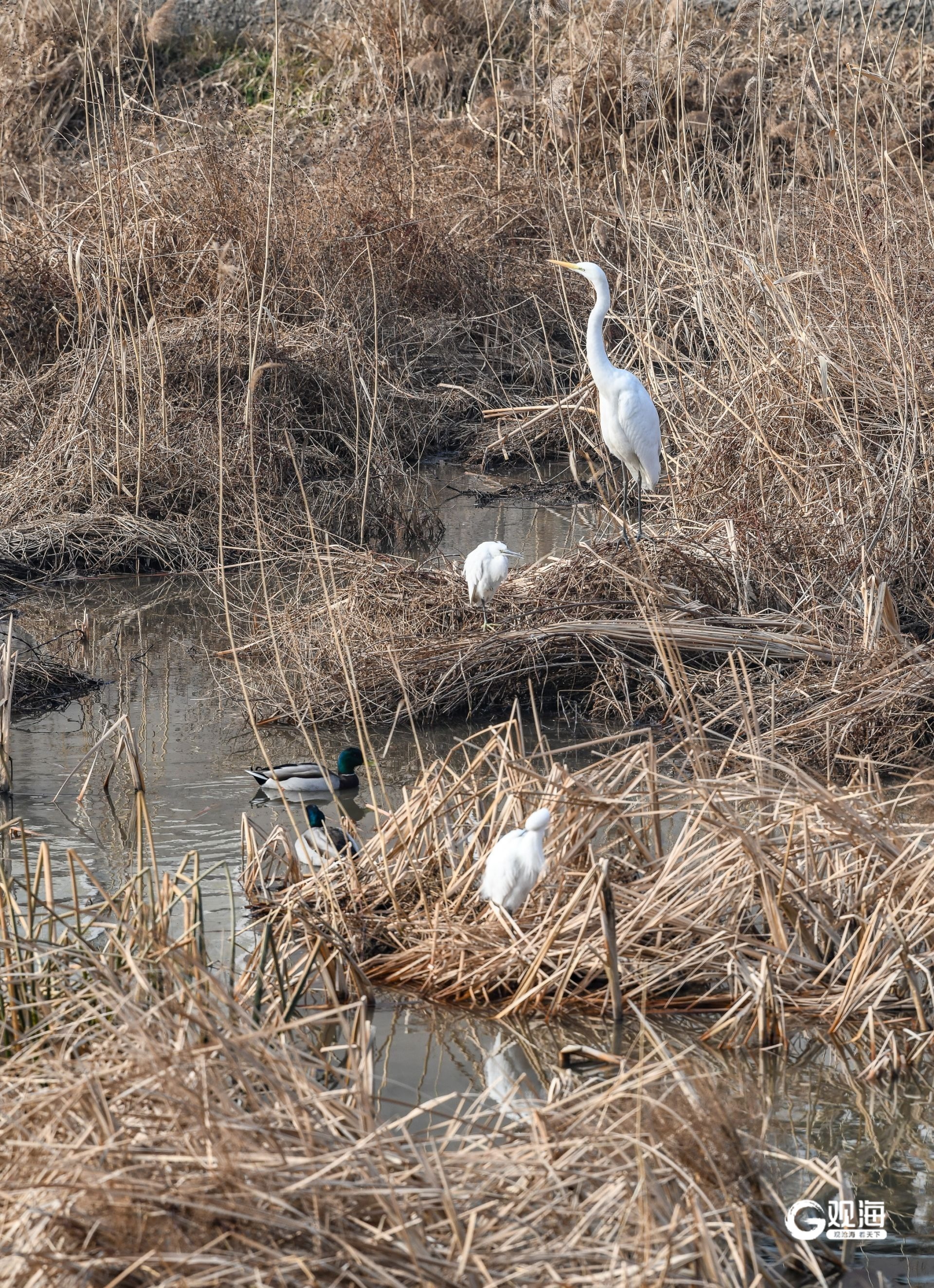 “猛禽出没请注意”！40多天上万只猛禽跨越青岛山海(图1)