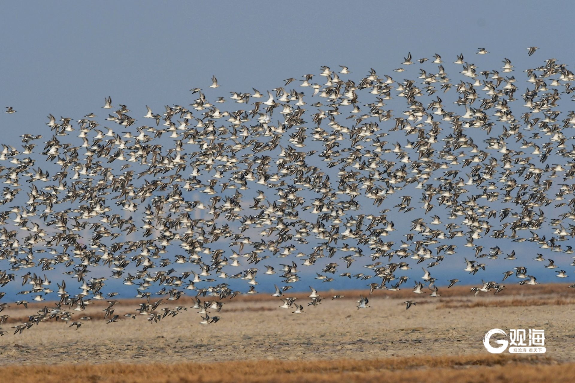 “猛禽出没请注意”！40多天上万只猛禽跨越青岛山海(图5)