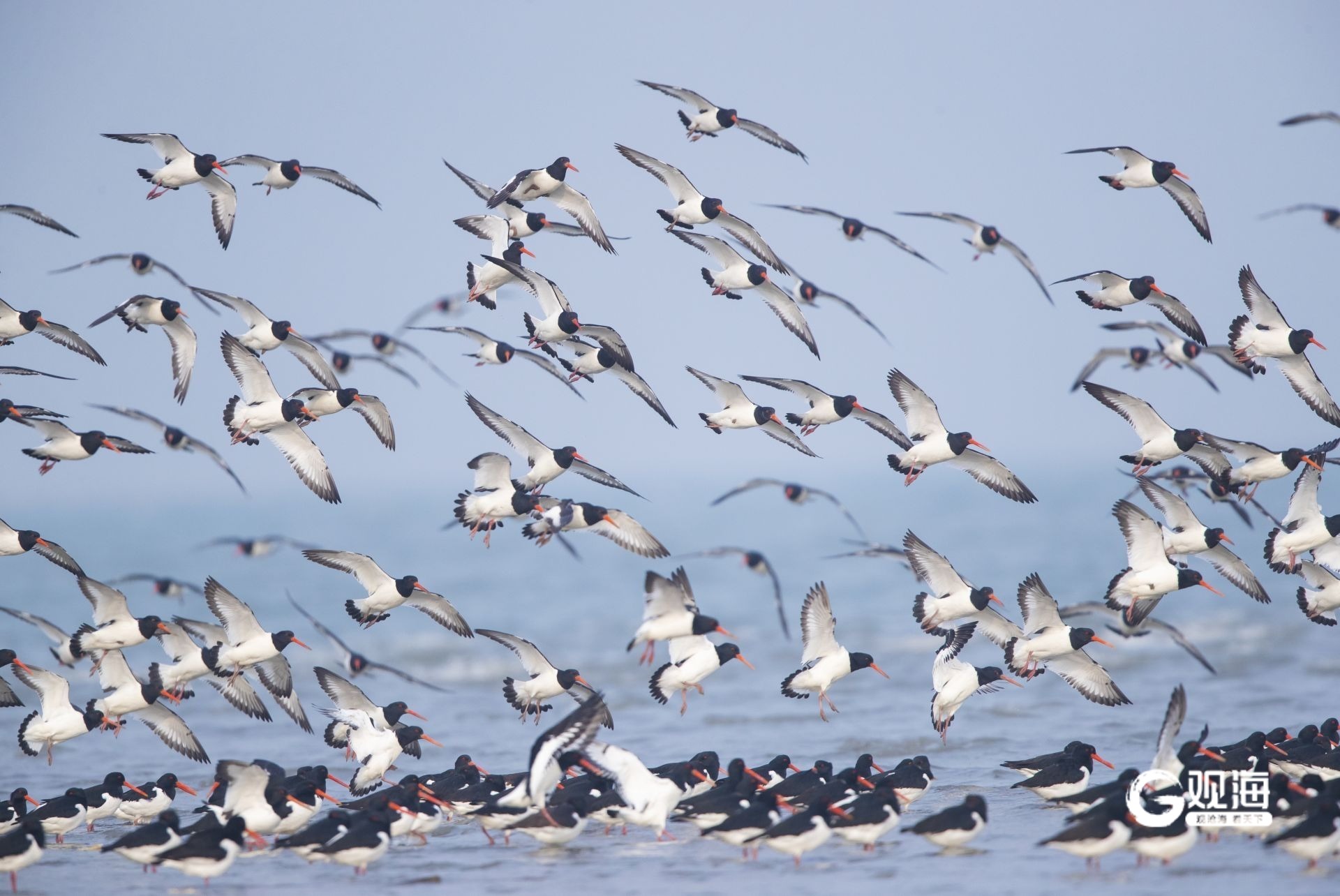 “猛禽出没请注意”！40多天上万只猛禽跨越青岛山海(图6)