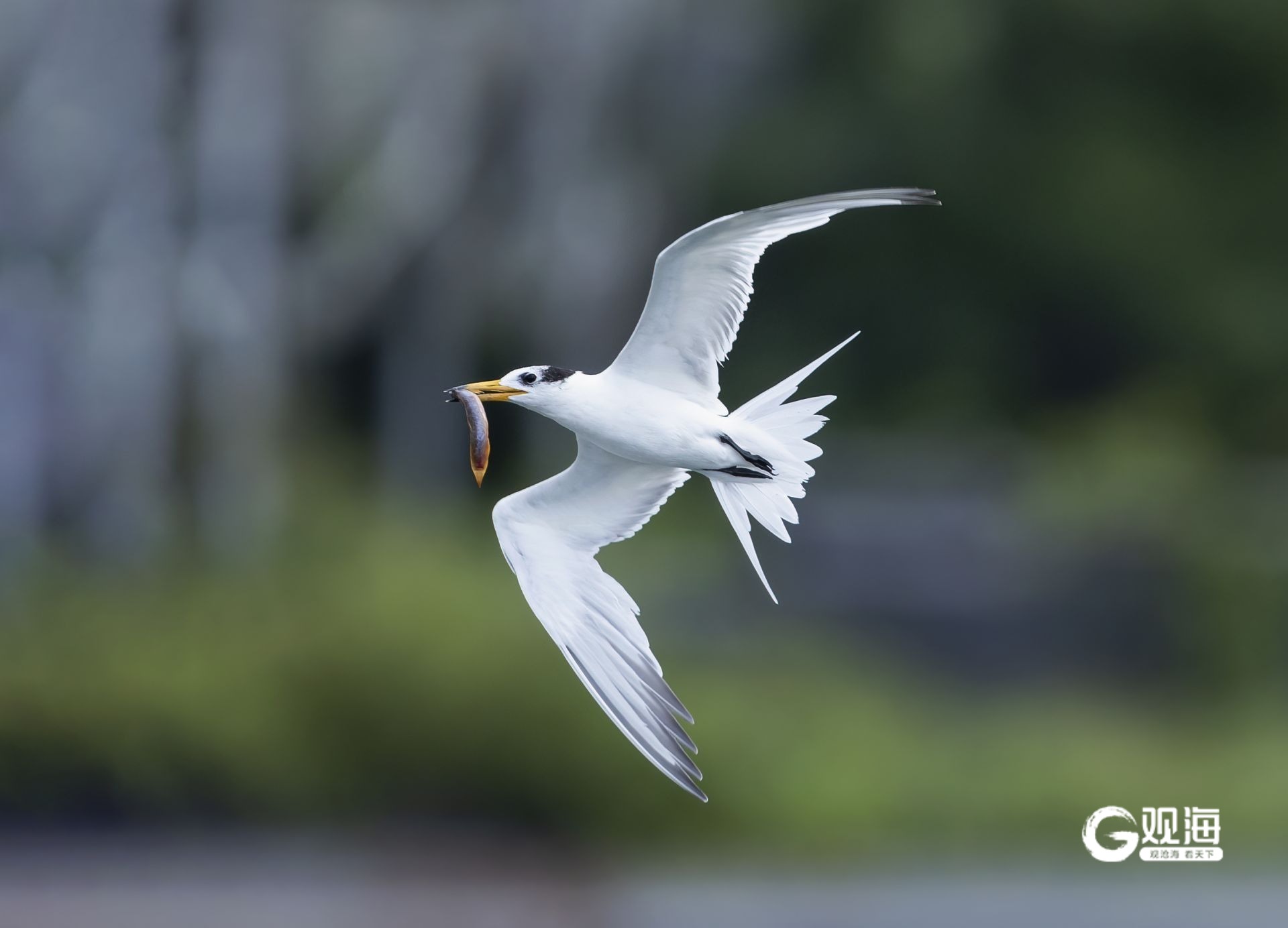 “猛禽出没请注意”！40多天上万只猛禽跨越青岛山海(图2)