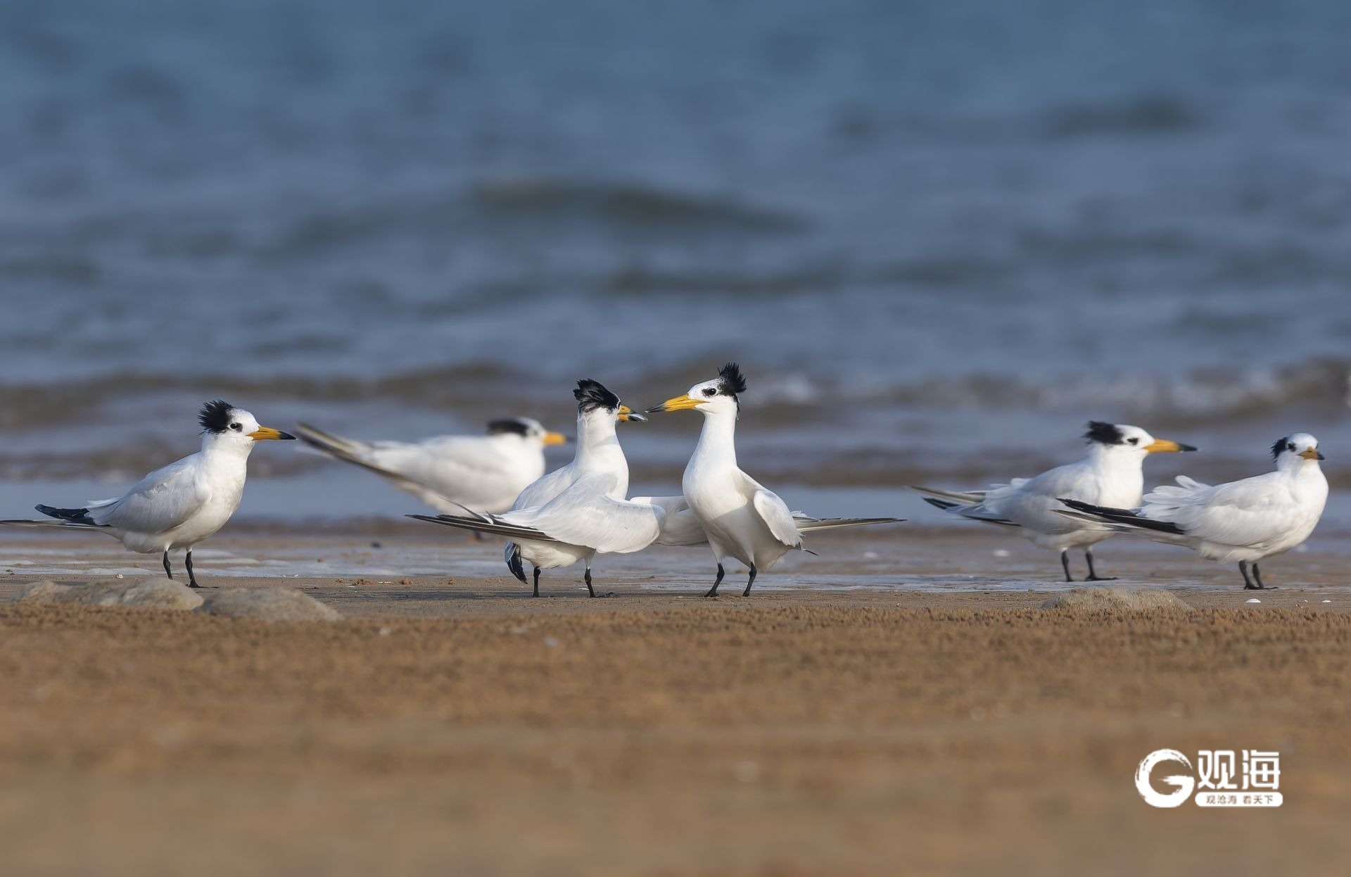 “猛禽出没请注意”！40多天上万只猛禽跨越青岛山海(图3)
