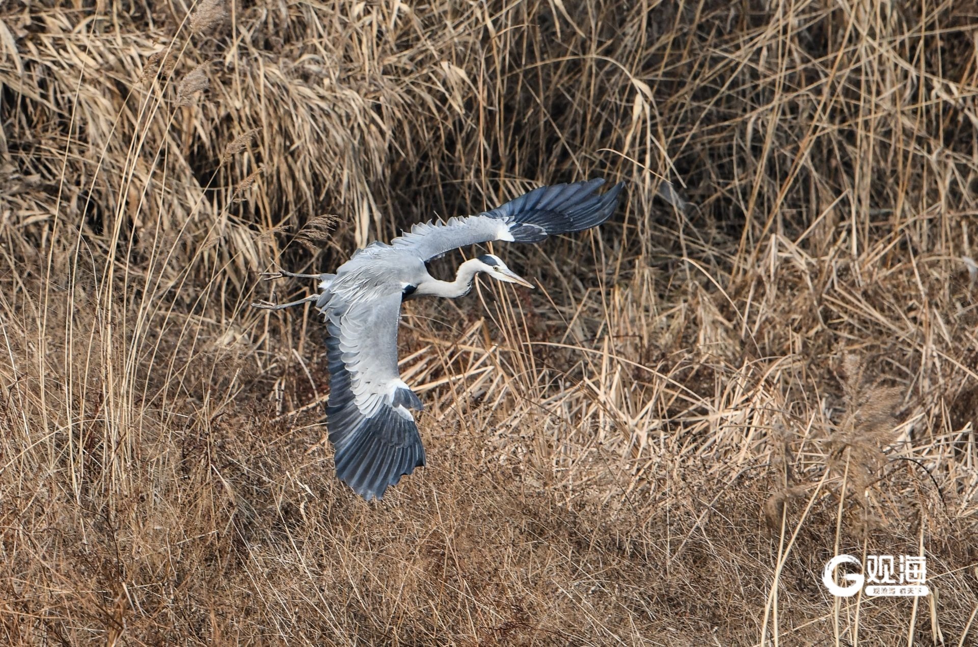 “猛禽出没请注意”！40多天上万只猛禽跨越青岛山海(图8)