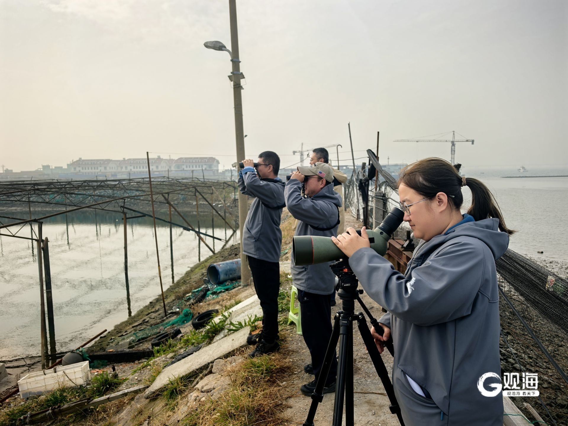 “猛禽出没请注意”！40多天上万只猛禽跨越青岛山海(图4)