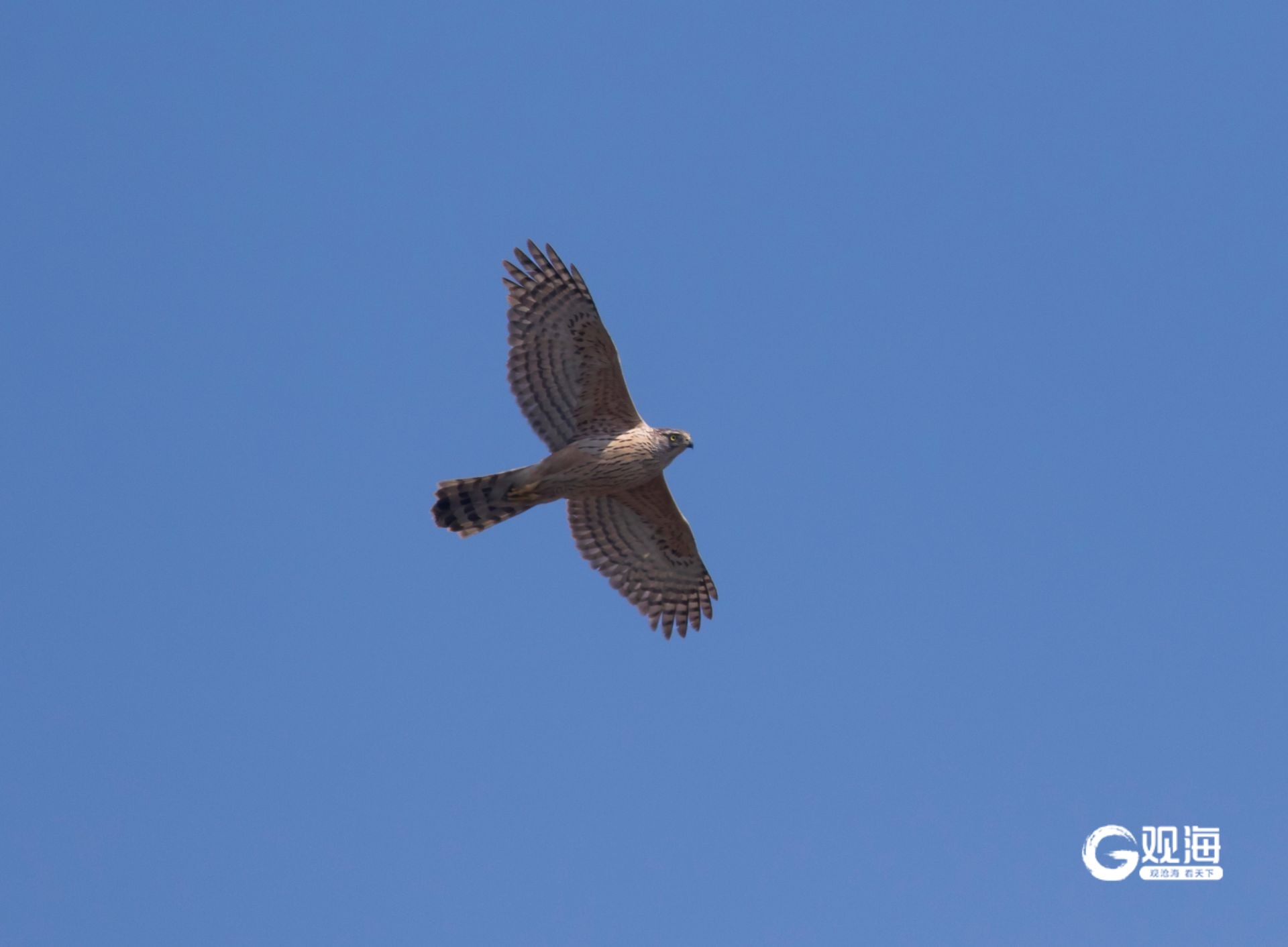 “猛禽出没请注意”！40多天上万只猛禽跨越青岛山海(图7)