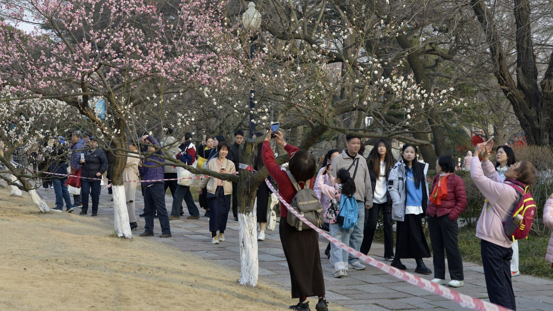 瞒不住了！青岛中山公园梅花迎来盛花期