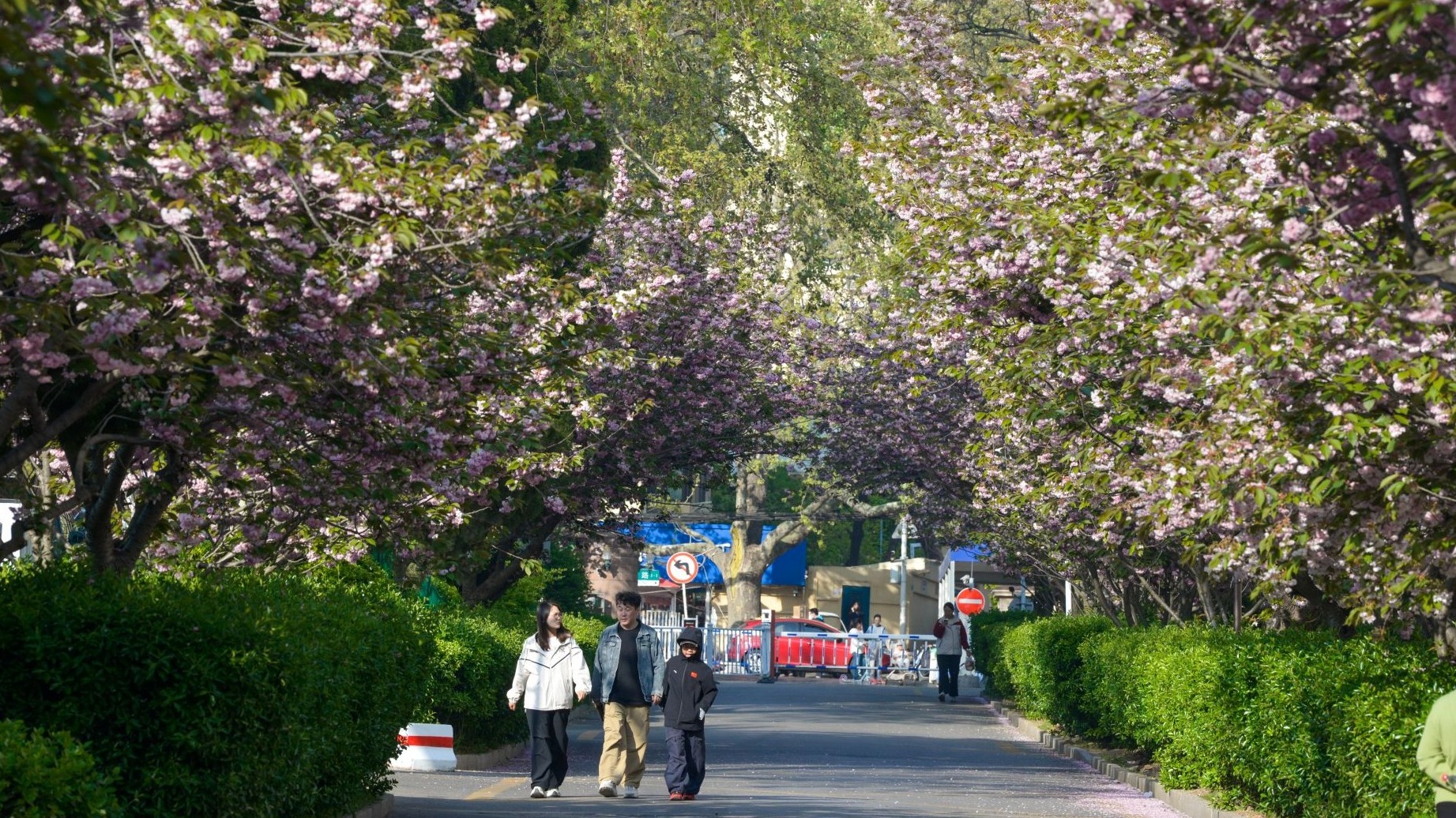 春日有约，这所百年老校双樱盛放