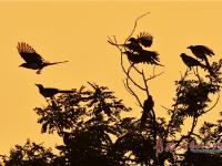 归鸟醉霞光 生态画卷美