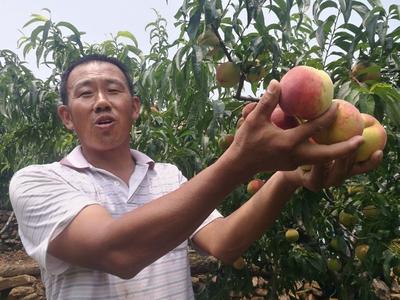 北宅蜜桃上市啦