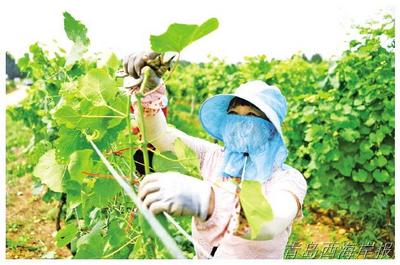 珠海街道祝家庄村:葡萄架下的小康梦
