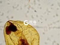 毫丝尽显 美妙无比 这是显微镜下的世界丨观海视觉