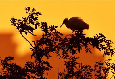 归鸟醉霞光 生态画卷美