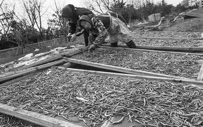 我们平常吃的鱼干 是这么晒出来的