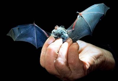 新冠病毒谱系可能已在蝙蝠中传播几十年，穿山甲体内也发现相似病毒