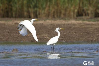 快看！一行白鹭上青天
