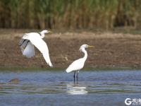 快看！一行白鹭上青天