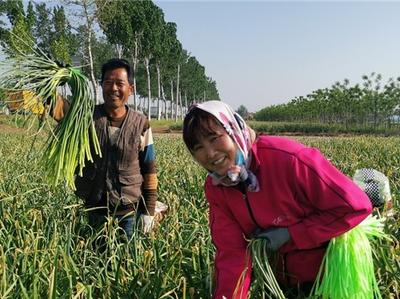 青岛唯一！莱西市入选山东省“十四五”规划编制试点