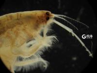 毫丝尽显 美妙无比 这是显微镜下的世界丨观海视觉