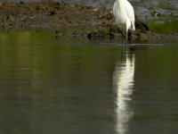 快看！一行白鹭上青天