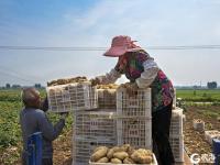 胶州：土豆变“金豆”助农增收