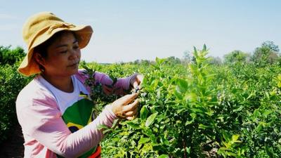 不打农药、酵素施肥……即墨有位“蓝莓大姐”，坚持有机种植12年