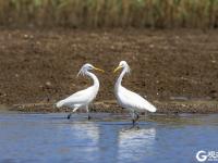 快看！一行白鹭上青天