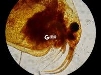 毫丝尽显 美妙无比 这是显微镜下的世界丨观海视觉