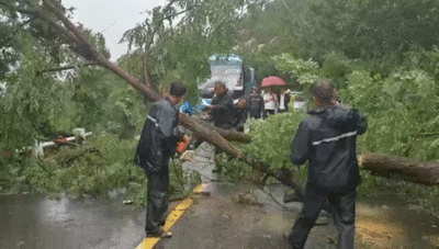 这暴风雨太强劲 多棵树木“闪了腰”
