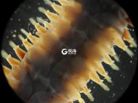 毫丝尽显 美妙无比 这是显微镜下的世界丨观海视觉