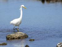 快看！一行白鹭上青天