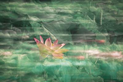 如梦似幻 荷花还能这样拍