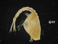 毫丝尽显 美妙无比 这是显微镜下的世界丨观海视觉