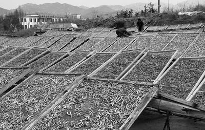 我们平常吃的鱼干 是这么晒出来的