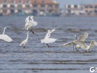 快看！一行白鹭上青天