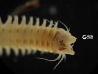 毫丝尽显 美妙无比 这是显微镜下的世界丨观海视觉