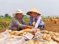 胶州：土豆变“金豆”助农增收
